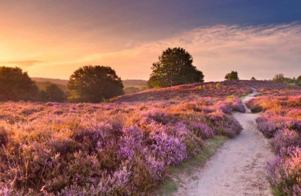 Wandelen langs heidevelden